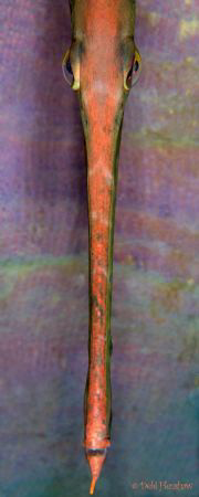 "SPIKE" portrait study of a trumpetfish. Sides have been ... by Debi Henshaw 