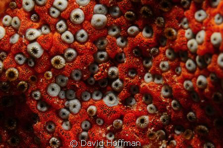 Star Coral shot with Nikon D-300, Sigma 10-20mm lens. by David Hoffman 