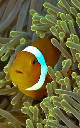 clown fish taken in Raja Ampat. by Charles Wright 