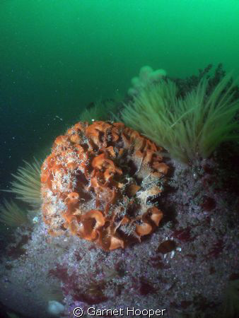 This photo shows that although British vis isn't always g... by Garnet Hooper 