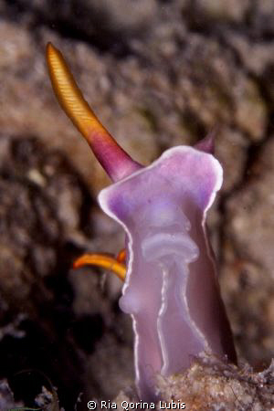 One Single Rhinophore by Ria Qorina Lubis 
