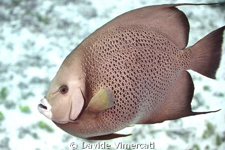 Angel fish in Jardines, Playa del Carmen. Taken with Niko... by Davide Vimercati 