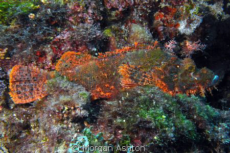 Rust red stonefish. Somehow, I don't think he's hiding ve... by Morgan Ashton 