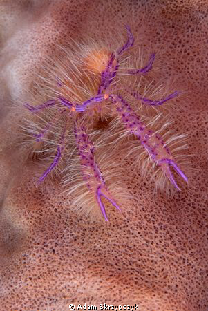 Hairy squat lobster on a barrel sponge. by Adam Skrzypczyk 