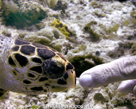 "Do I know you?" asked the near-sighted turtle... Did NOT... by William Goodwin 