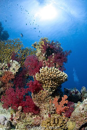 Just another perfect sunny day under water in the color r... by Andre Yanco 