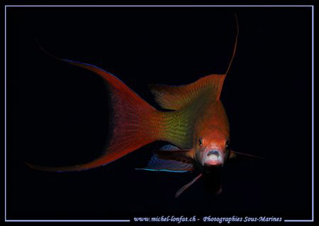 "Grrrrrrrr.... I'm going to eat you... :O)..." Que du bon... by Michel Lonfat 