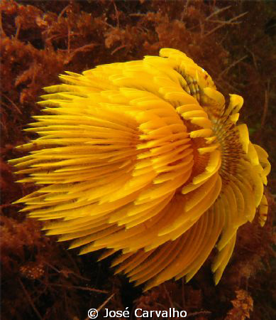 Fan worm in Sesimbra, Portugal. by José Carvalho 