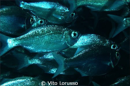 Fishs by Vito Lorusso 