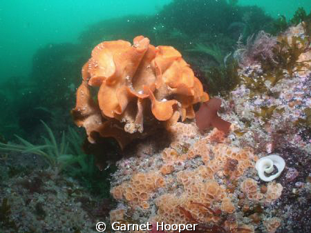 Another Pentapora, surrounded by the sponge Hemimycale co... by Garnet Hooper 