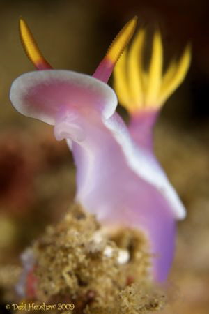 "Roar"  Lovely pink Hyppselodoris Bollockii. No Cropping :o) by Debi Henshaw 
