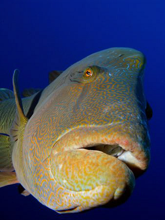 Very friendly and inquisitive Napoleon Wrasse that loved ... by James Dawson 