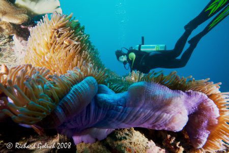 Diver checking Anemone on the bow of the Fujikawa Maru-Ch... by Richard Goluch 