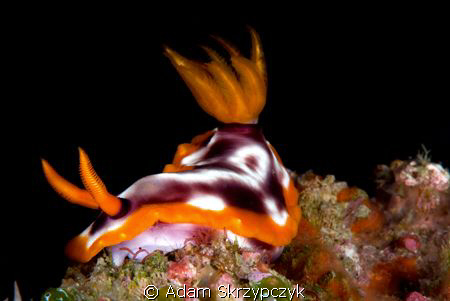 Hypselodoris purpureomaculosa (i think) by Adam Skrzypczyk 