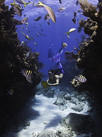 Counting fish for Reef.Org by Robert Minnick 