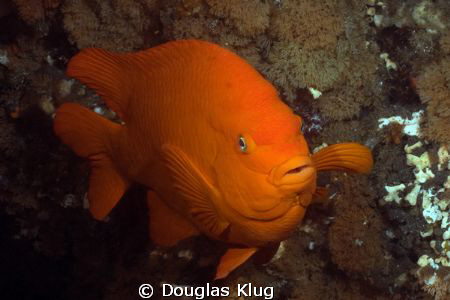Welcome to California.  The "signature" garibaldi.  Shot ... by Douglas Klug 