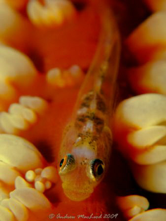 Gumpy on whip coral, face to face, no cropping. Canon G10... by Andrew Macleod 