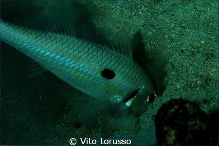 Fishs by Vito Lorusso 
