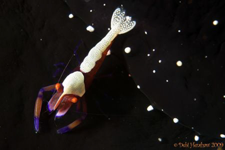 Emperor Shrimp sitting on an egg cowry which has given su... by Debi Henshaw 
