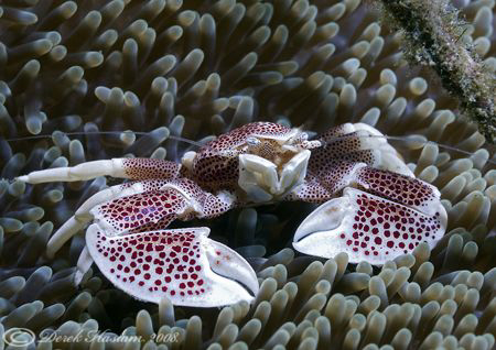 Porcelain crab. Lembeh. D200, 60mm. by Derek Haslam 