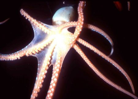 A Octopus macropus escaping in front of my lens in a nigh... by Alberto Romeo 