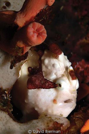 Frogfish hiding along the wall at Cabilao Island. by David Bierman 