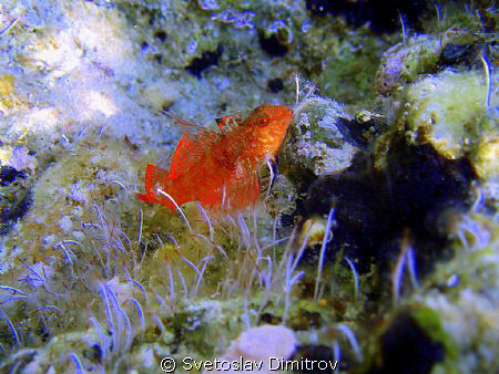 Mating bleny, posing for my camera by Svetoslav Dimitrov 
