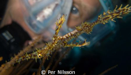 ornate ghost pipefish with diver in background by Per Nilsson 