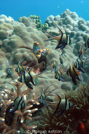 Banggai Cardinalfish in Lembeh. Taken with a Sea and Sea ... by Morgan Ashton 