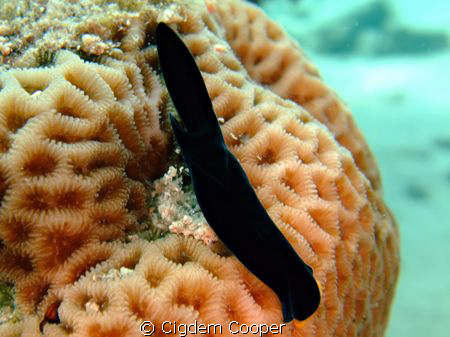 yellow lipshield slug by Cigdem Cooper 
