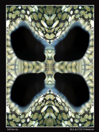 "Kaleidoclams". by Bea & Stef Primatesta 