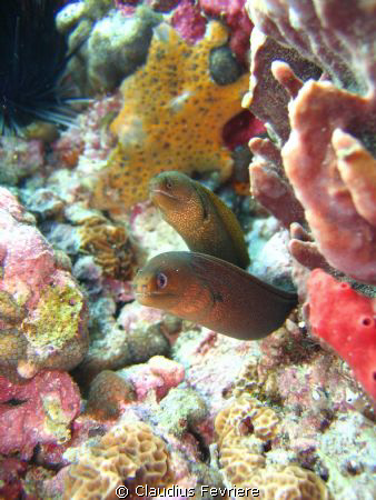 Golden Spotted Moray\ double trouble by Claudius Fevriere 