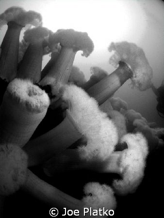 Metridium fields near the Breakwater in Monterey, Ca. Alt... by Joe Platko 