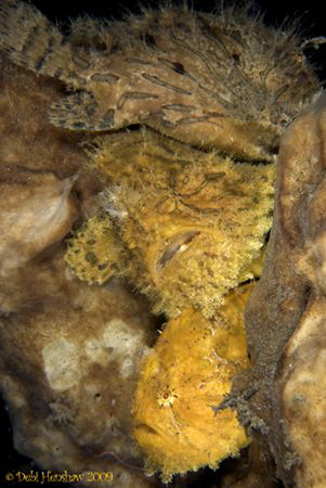 "Triple Decker" Not one but 3 Shaggy Frogfish stacked on ... by Debi Henshaw 