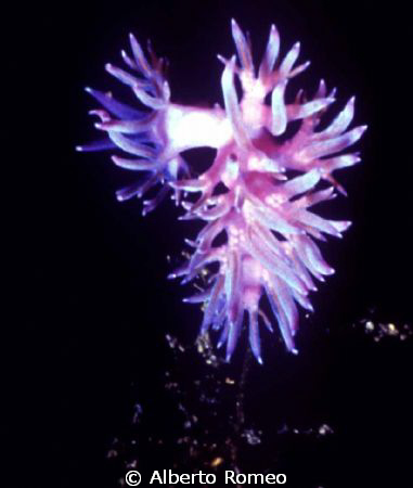 Flabellina affinis by Alberto Romeo 