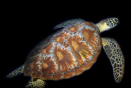 Green Turtle by Martin Dalsaso 