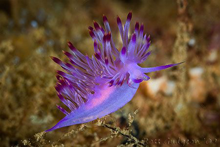 Flabellina rubrolineata.  Ningaloo Reef, Western Australi... by Ross Gudgeon 