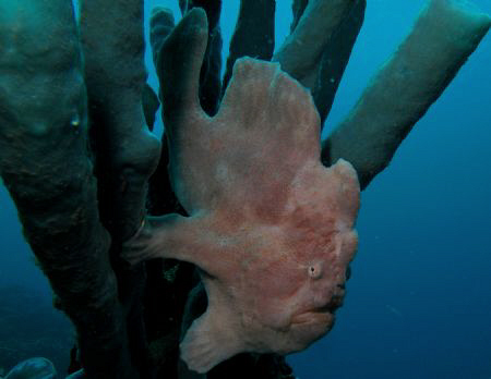 Frogfish by Bernard Maglana 
