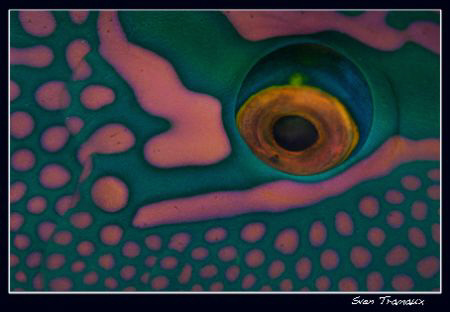 Male bicolour parrotfish by Sven Tramaux 