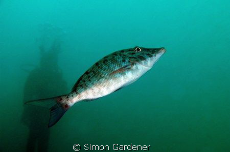 small tooth emperor                                      ... by Simon Gardener 