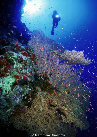 Reef in Ras Mohamed
Rainbow
Nikon F90x, velvia 50, 16mm... by Marchione Giacomo 
