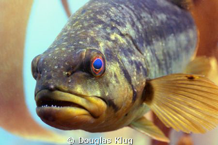 Saying Hi!  A Calico Bass hovering in the kelp foresst.  ... by Douglas Klug 