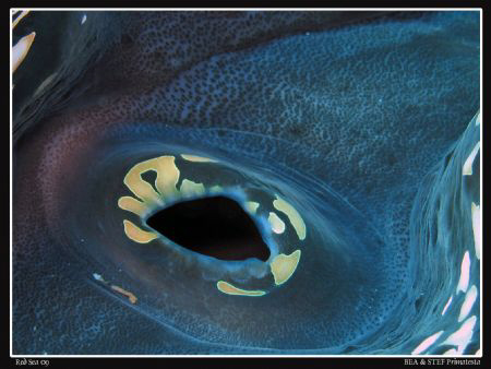 Giant clam. Tridacna gigas. Canon G10 & Inon D2000 strobe. by Bea & Stef Primatesta 