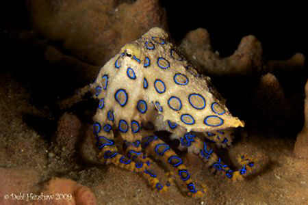 "Blue Ring" 60mm +2 diopter no cropping :o) by Debi Henshaw 