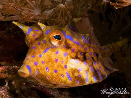 Thorny-back cowfish (Lactoria fornasini) - Crystal bay, N... by Marco Waagmeester 