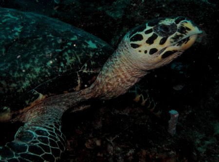 Marissa Reef, Samal, Davao City by Bernard Maglana 