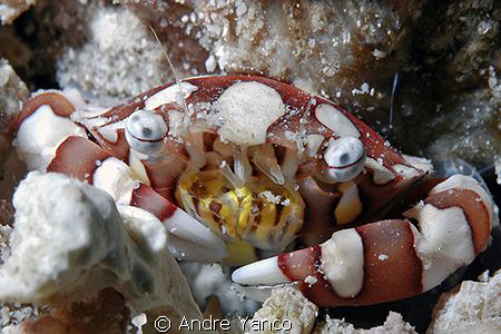 Hey you !!!  Throw me something to eat !  Graaawllll  !  ... by Andre Yanco 