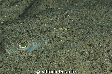 Trachinus Draco by Vittorio Durante 