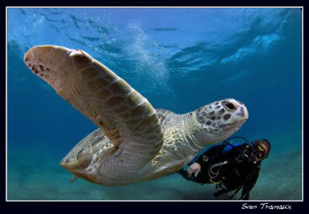 Green turtle and Ray by Sven Tramaux 