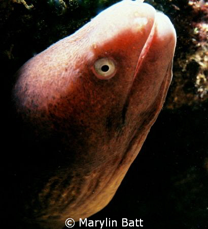 Small Moray posing.  Nikonos V 1:2 Macro extension tube by Marylin Batt 